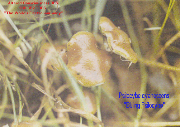 Psilocybe semilanceata2.gif